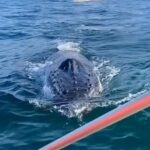 Φάλαινα πλησιάζει μικρό σκάφος σε απόσταση αναπνοής (vid)