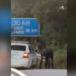 Μποτιλιάρισμα λόγω… γαϊδάρου! (vid)