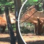 Αρκούδα παλεύει… να ανεβεί σε αιώρα (vid)