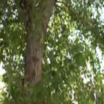 Κόβουν το μοναδικό δέντρο της γειτονιάς για ένα… parking! (vid)