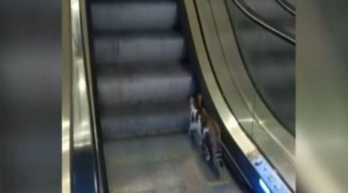 Γλυκύτατη γατούλα σε… ατελείωτη “μάχη” με τις σκάλες (vid)