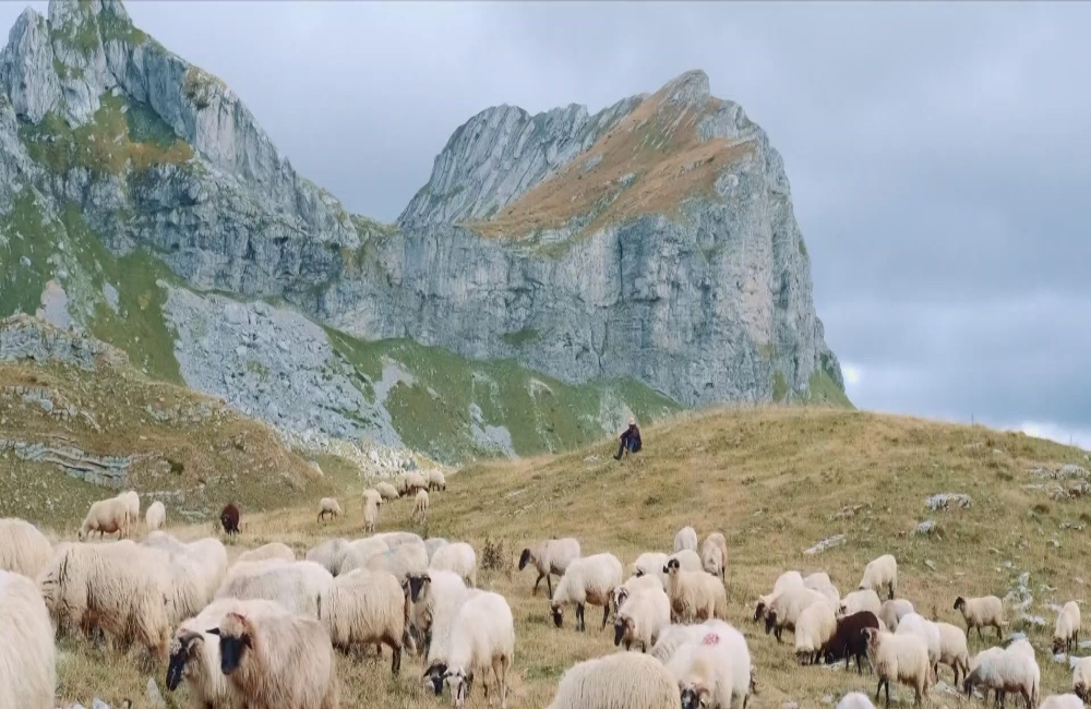 Εξαπλώνεται η ευλογιά των αιγοπροβάτων σε όλη την Χώρα (vid)