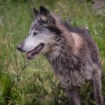 Χαλκιδική: Προσπάθειες εντοπισμού και παγίδευσης του λύκου που επιτέθηκε στο κοριτσάκι