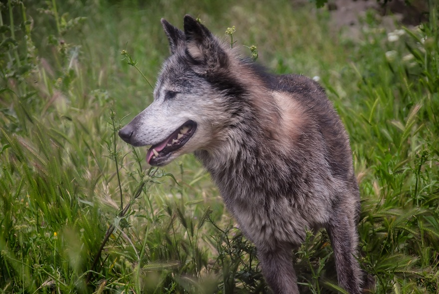 Χαλκιδική: Προσπάθειες εντοπισμού και παγίδευσης του λύκου που επιτέθηκε στο κοριτσάκι