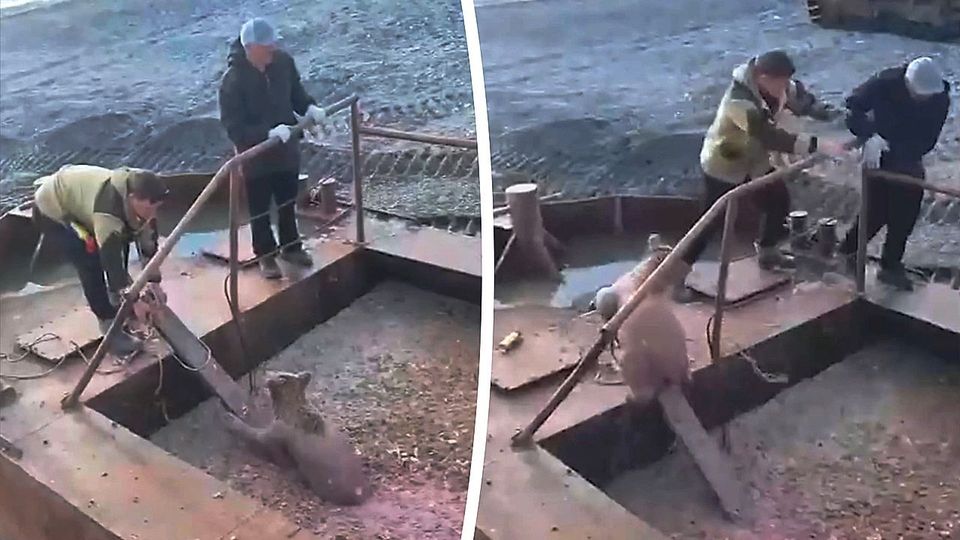 Εργάτες σώζουν αρκούδα και τρέχουν για να σωθούν! (vid)