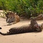 Σύγκρουση… γιγάντων: Ζουζούνι εναντίον τζάγκουαρ! (vid)