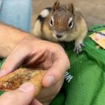 Πεινασμένο σκιουράκι με άποψη ξεγελά πεζοπόρο (vid)