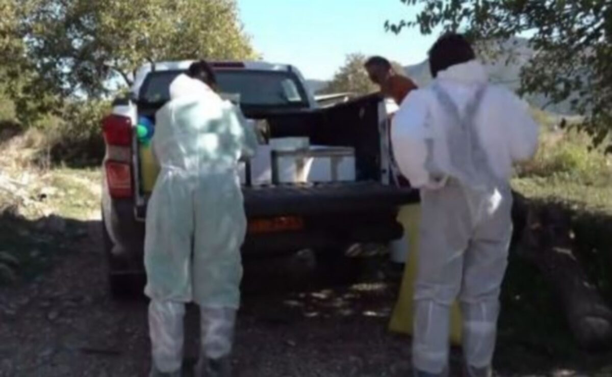 Χαλκιδική: Στήθηκαν “μπλόκα” απολύμανσης για την ευλογιά προβάτων (vid)