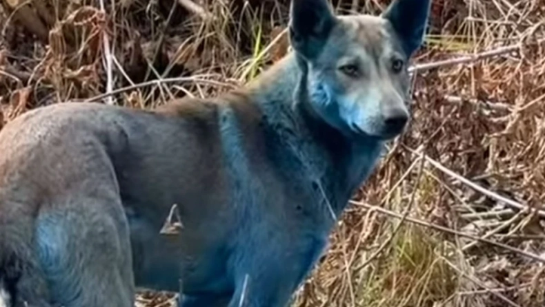 Μπλε σκύλοι εμφανίστηκαν στο Τσερνόμπιλ!