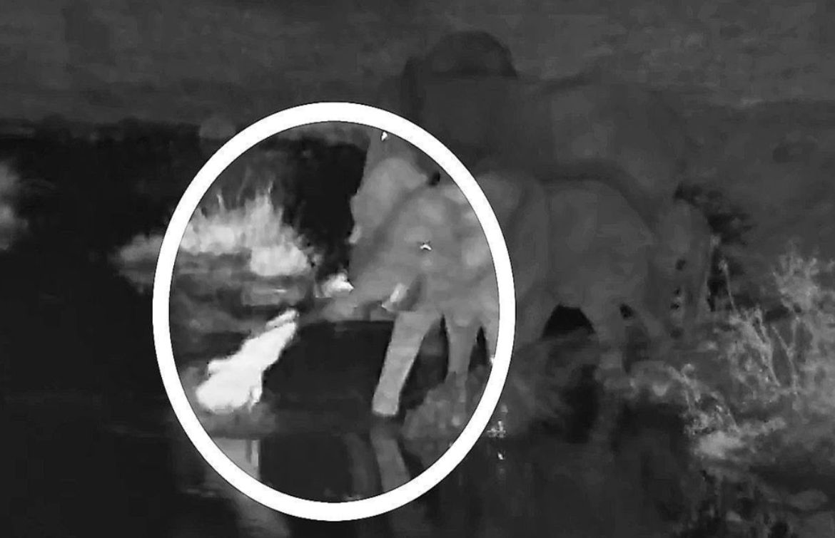 Kροκόδειλος δαγκώνει προβοσκίδα ελέφαντα και το μετανιώνει (vid)