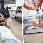 Ταύρος μαινόμενος κυνηγά κρεοπώλη στην Βραζιλία! (vid)