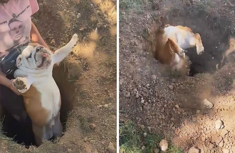 Πεισματάρικο μπουλντόγκ τρελαίνεται να… πέφτει σε τρύπες! (vid)