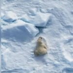 Εντυπωσιακό θέαμα από πολική αρκούδα (vid)