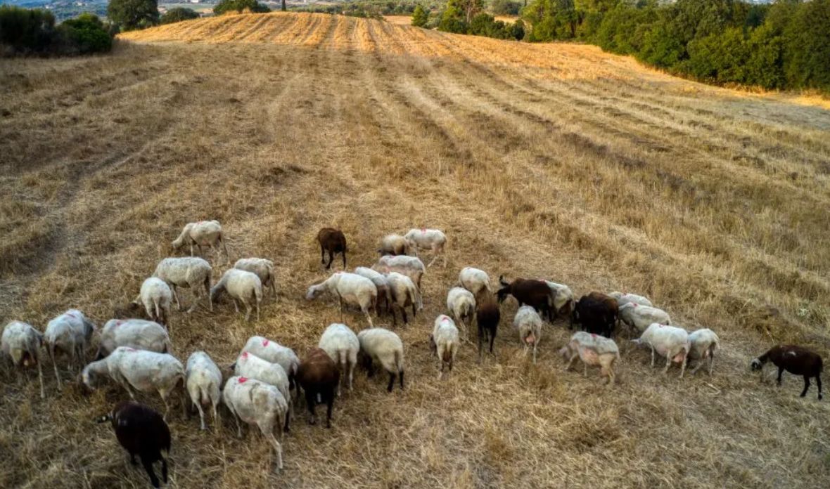 «Το lockdown θα είναι το τέλος μας» λένε οι κτηνοτρόφοι (vid)