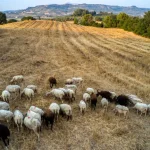 Θεσσαλονίκη: «Η ευλογιά απειλεί με αφανισμό την προβατοτροφία» (vid)