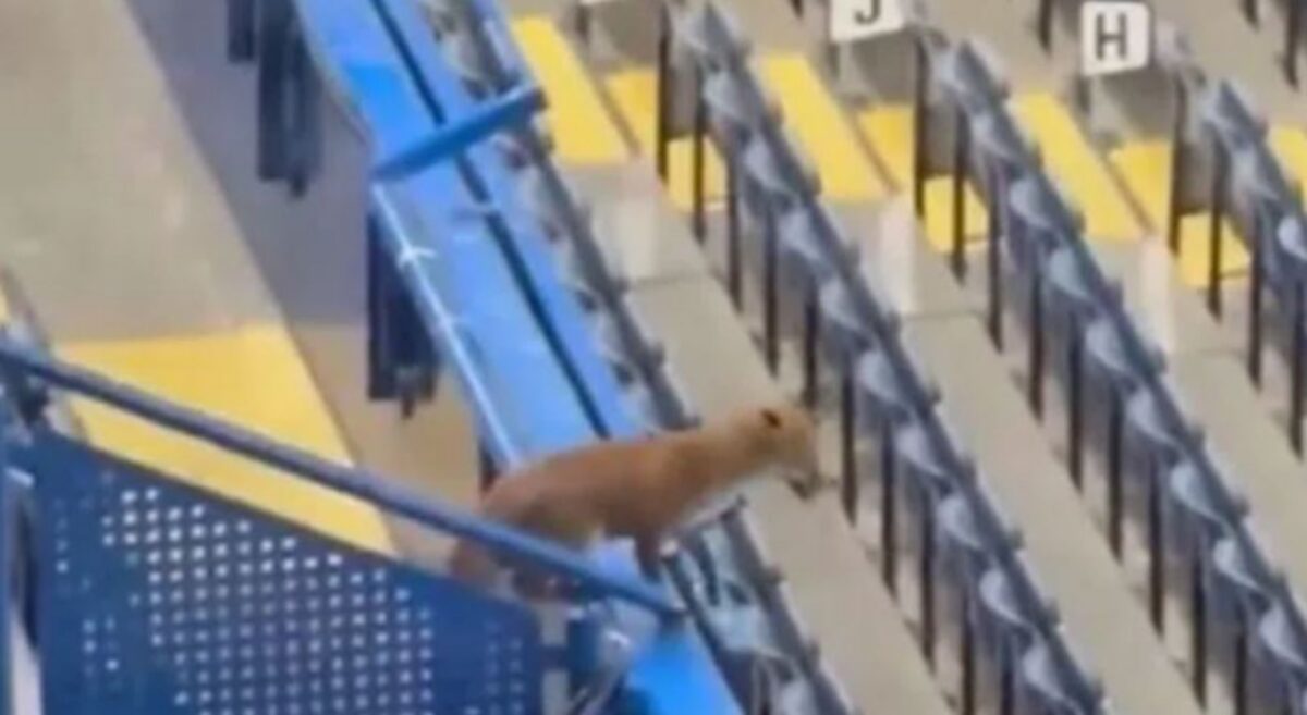 Αλεπού μπήκε στο γήπεδο πριν το Τσέλσι-Μπαρτσελόνα! (vid)