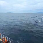 Κυκλοφοριακή συμφόρηση από εκατοντάδες δελφίνια! (vid)