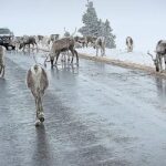 Τάρανδοι μπλοκάρουν την κυκλοφορία στην Σκωτία (vid)