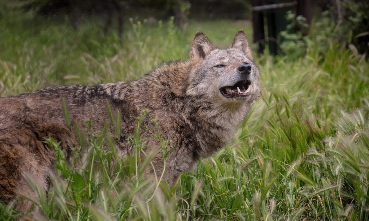 Λύκος… κόβει βόλτες σε περιοχές της Αττικής