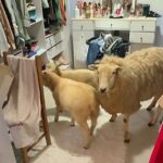 Αρνιά… κρύφτηκαν σε ντουλάπα (vid)