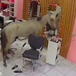 Άλογο έκανε… μπούκα σε κομμωτήριο! (vid)