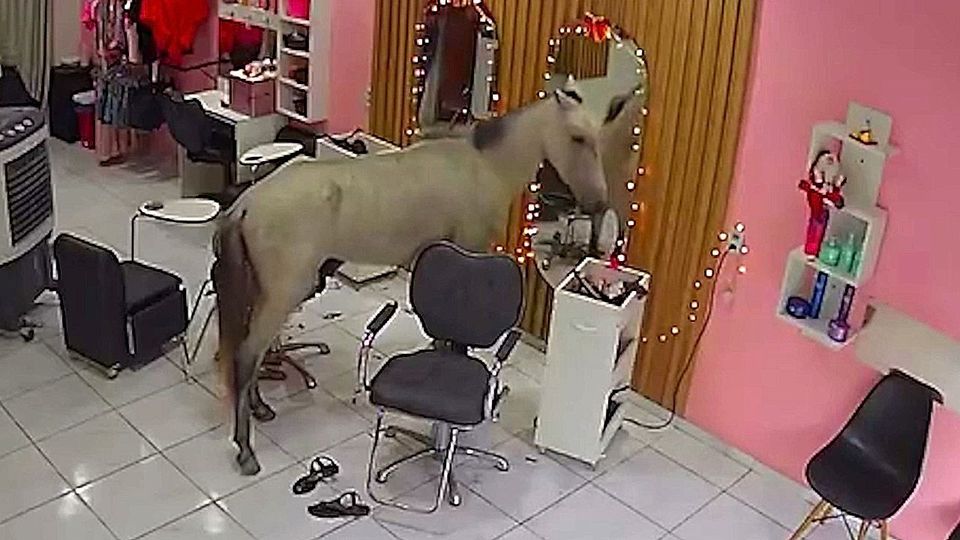 Άλογο έκανε… μπούκα σε κομμωτήριο! (vid)