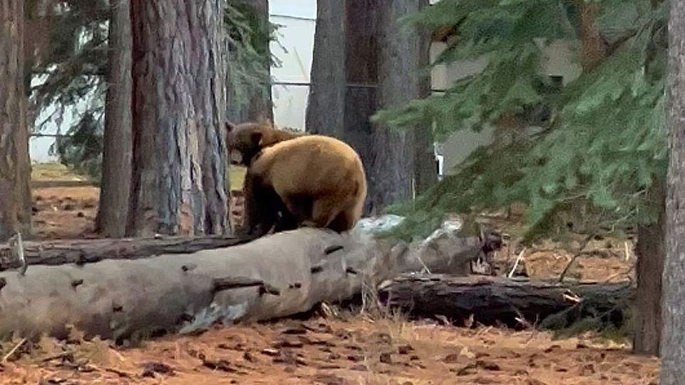 Απίστευτος καυγάς δύο αρκούδων… για ένα δέντρο! (vid)