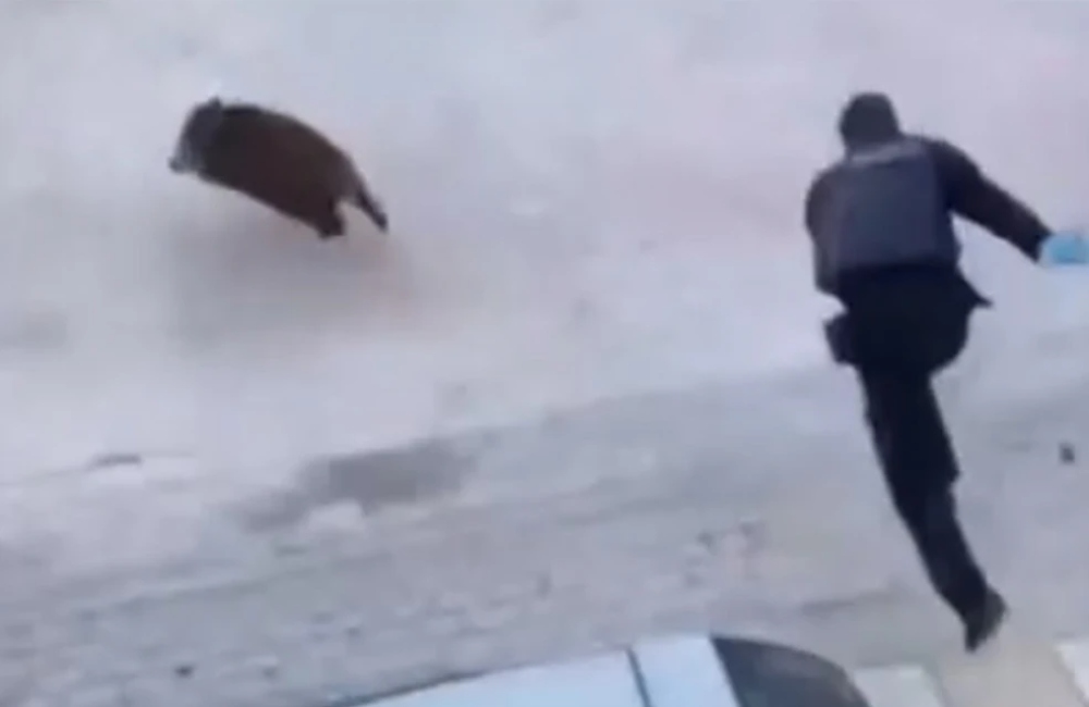 Εύοσμος: Αγριογούρουνο σε καταδίωξη από αστυνομικούς (vid)