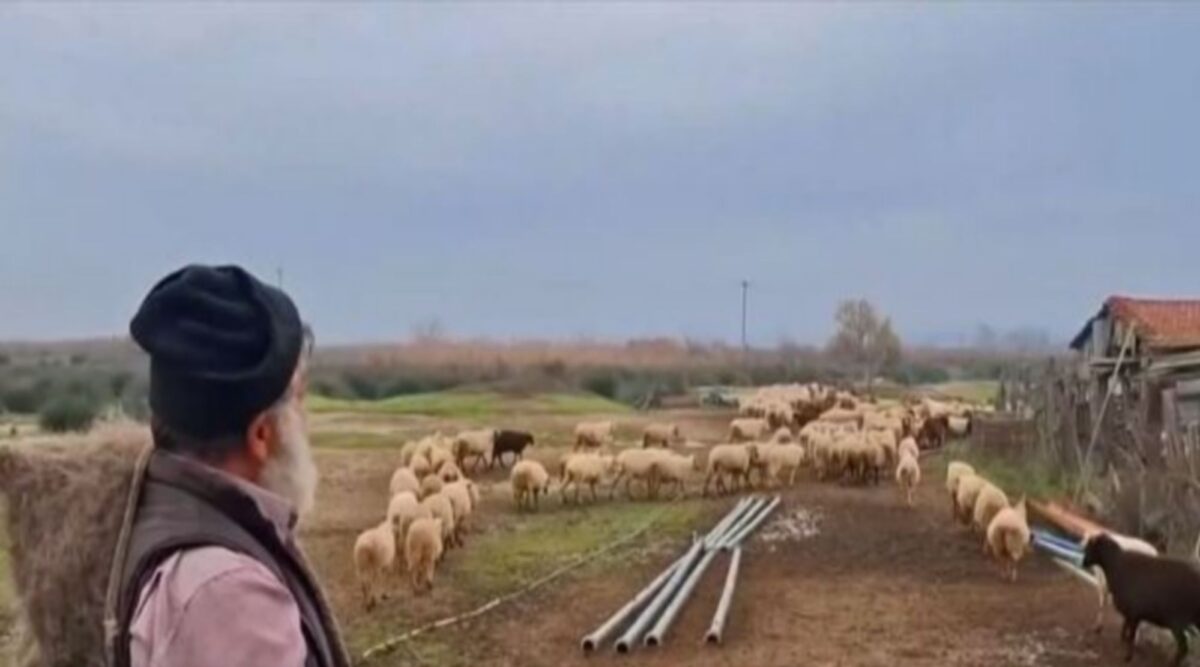 Μικρό Μοναστήρι Θεσσαλονίκης: Τάισε τα πρόβατά του για τελευταία φορά πριν τα θανατώσουν (vid)