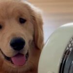 Ποια είναι τα πιο συχνά λάθη που κάνουν οι κηδεμόνες σκύλων (vid)