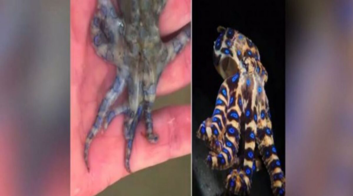 Έπιασε με γυμνά χέρια ένα από τα… πιο δηλητηριώδη πλάσματα της γης (vid)