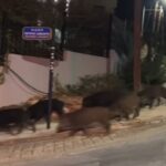 Νέο βίντεο με αγέλη από αγριογούρουνα στο Πανόραμα