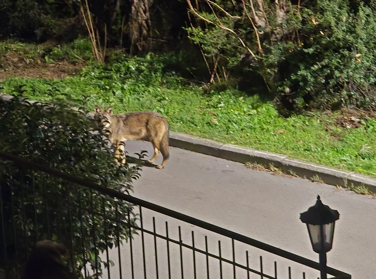 Θεσσαλονίκη: Λύκοι… στις αυλές και ανησυχία στο Πανόραμα