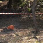 Σοκάρουν οι περιγραφές για το πτώμα στη Χαλκιδική: «Είδα ένα χέρι στη σακούλα» (vid)