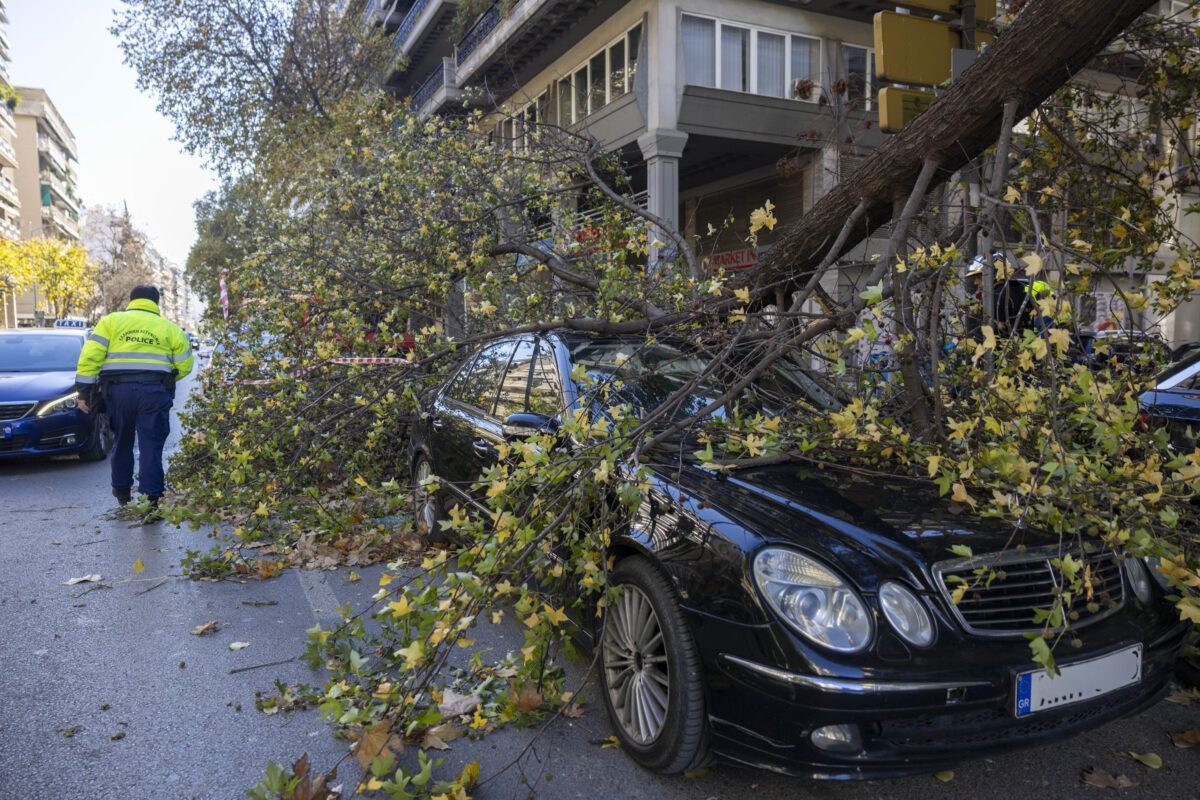 Θεσσαλονίκη: Μεγάλο δέντρο έπεσε πάνω σε σταθμευμένα αυτοκίνητα στο ΑΧΕΠΑ λόγω ανέμων!