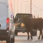 Μία αγελάδα… αναστάτωσε τη Δυτική Θεσσαλονίκη