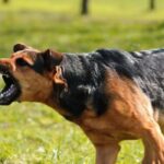 Στην εντατική 4χρονο αγόρι που δέχθηκε επίθεση από σκύλο στο Ηράκλειο