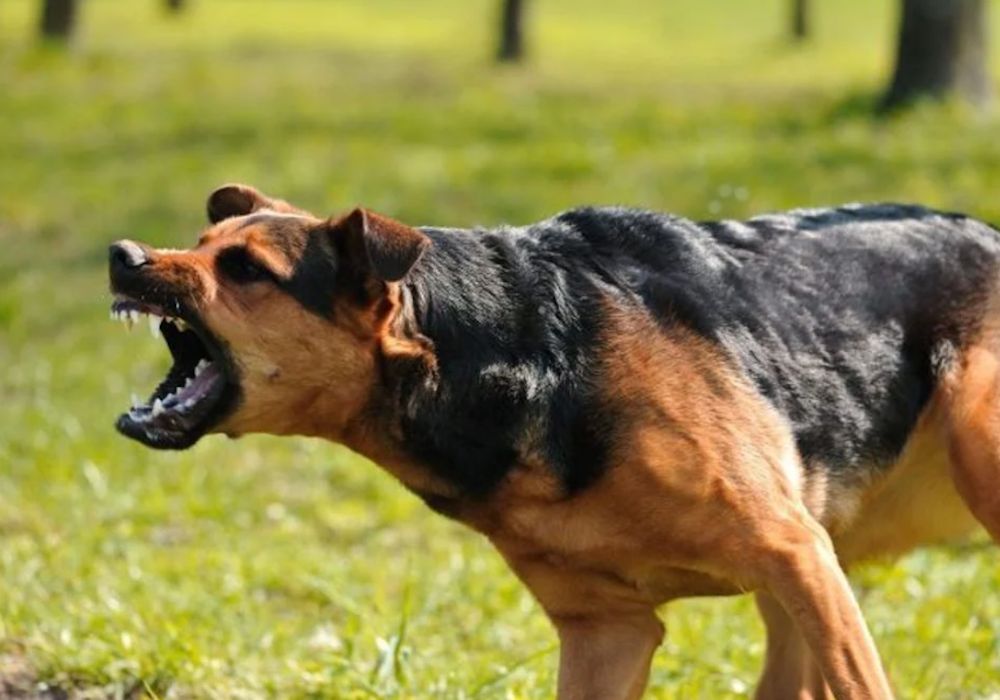 Στην εντατική 4χρονο αγόρι που δέχθηκε επίθεση από σκύλο στο Ηράκλειο