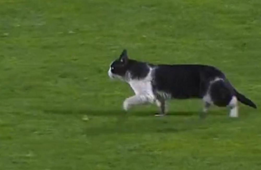 Πορτογαλία: Γάτα διέκοψε το ματς της Σπόρτινγκ! (vid)