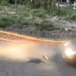 Καστούνη: Βίντεο ντοκουμέντο από τη στιγμή που οδηγός ΙΧ πάτησε σκύλο (vid)