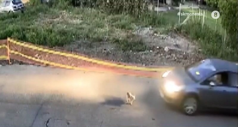 Καστούνη: Βίντεο ντοκουμέντο από τη στιγμή που οδηγός ΙΧ πάτησε σκύλο (vid)